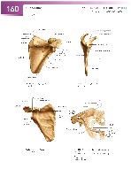 Sobotta Atlas of Human Anatomy  Head,Neck,Upper Limb Volume1 2006, page 167